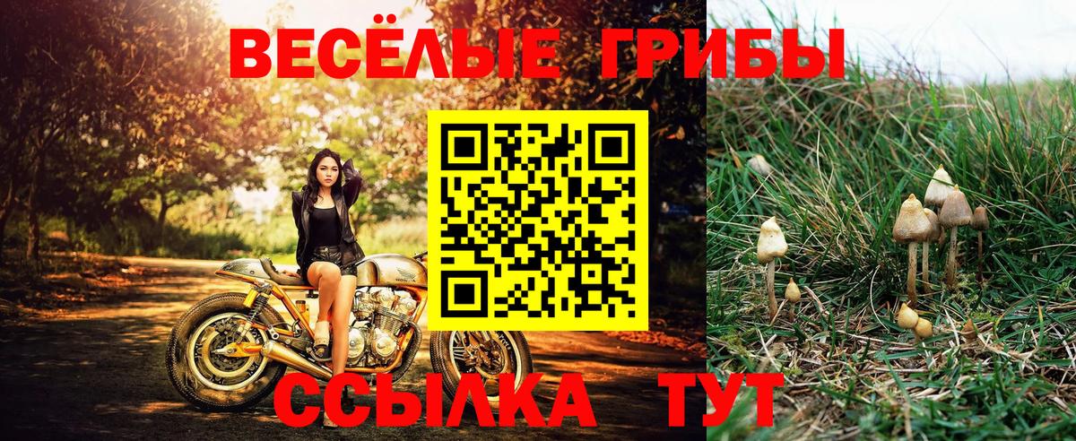 Заринск  Псилоцибиновые грибы Cubensis  Вход с VPN 